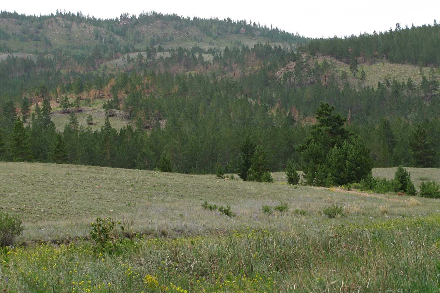Гусиноозёрск, image of landscape/habitat.