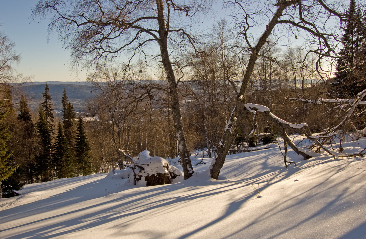 Окрестности хребта Ялангас, image of landscape/habitat.