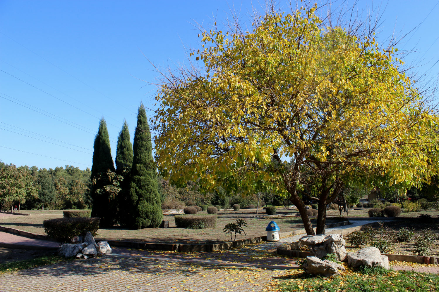 Харбинский ботанический сад, изображение ландшафта.