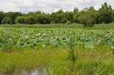 Предгорье хребта Синий, image of landscape/habitat.