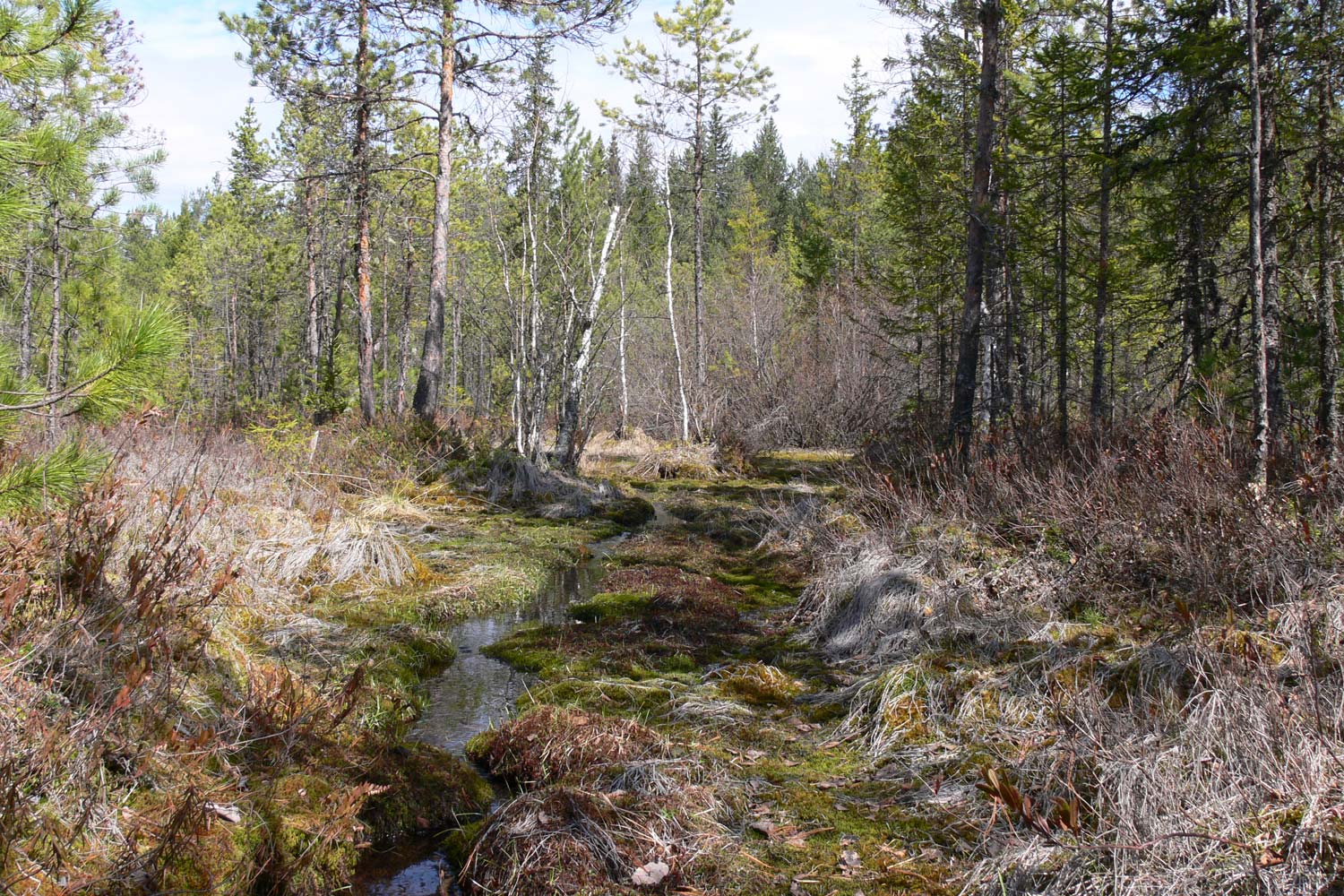 Паньшинское болото, изображение ландшафта.