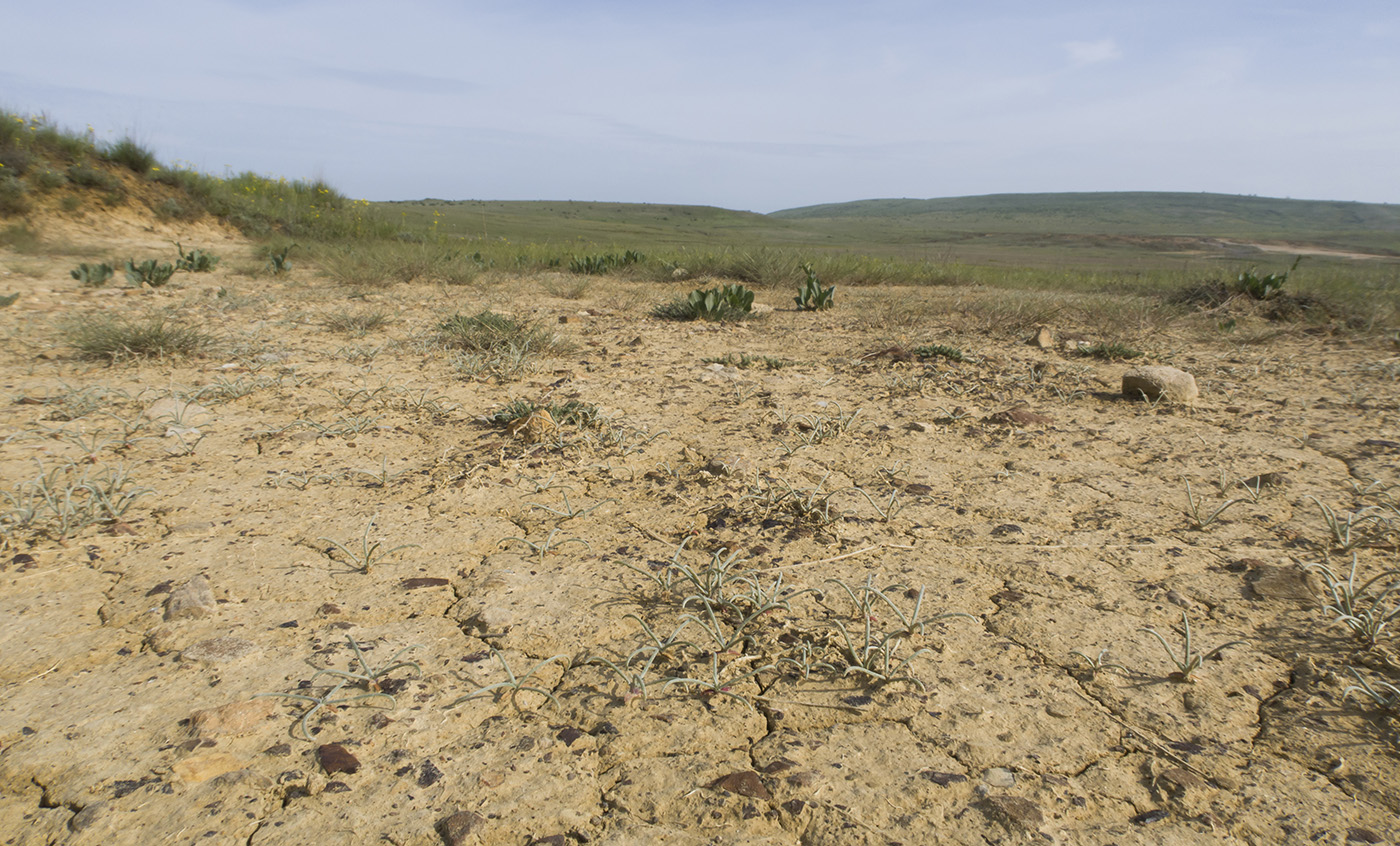Булганакское сопочное поле, image of landscape/habitat.