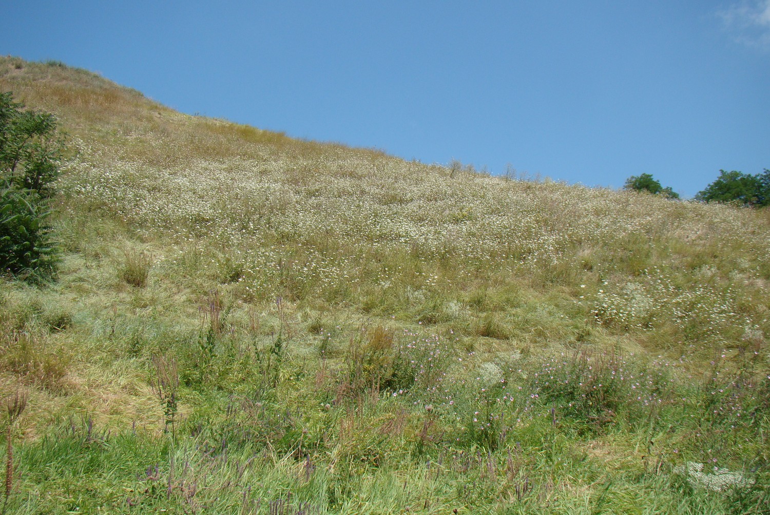 Берег Кубани в Усть-Лабинске, image of landscape/habitat.