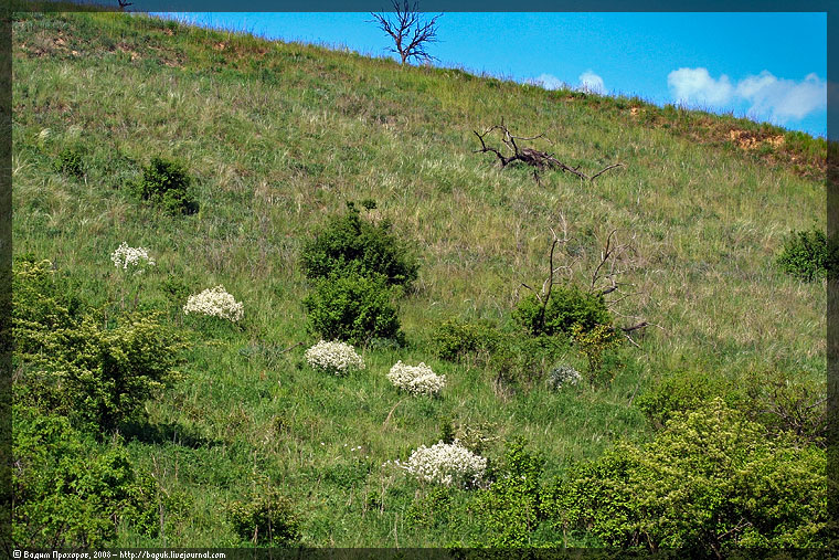 Pouzdřanská step - Kolby, image of landscape/habitat.