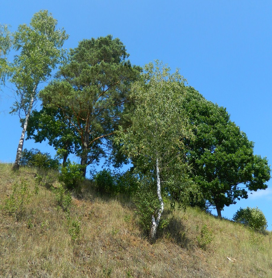 Нагорная дубрава «Улитинская», изображение ландшафта.