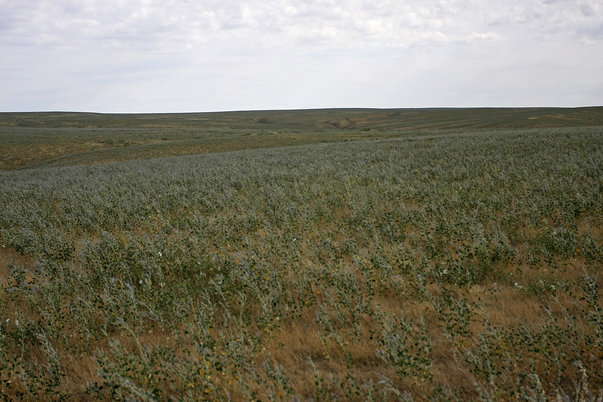 Нижний Боролдай, image of landscape/habitat.