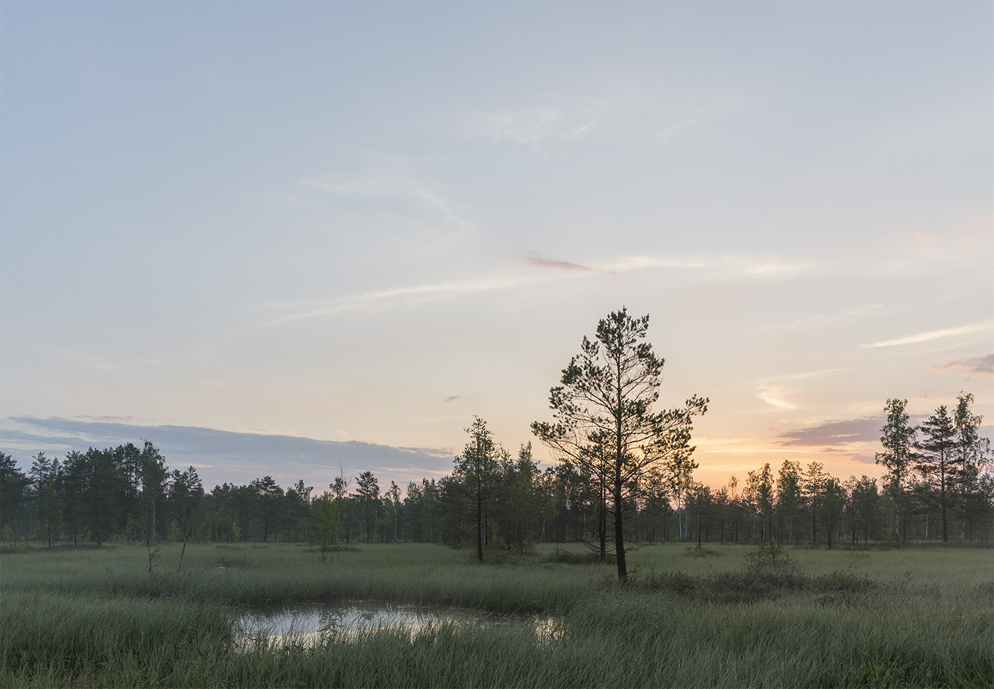 Большое Каринское Болото, image of landscape/habitat.