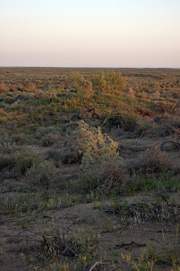 Кызылкум Восточный 2, image of landscape/habitat.