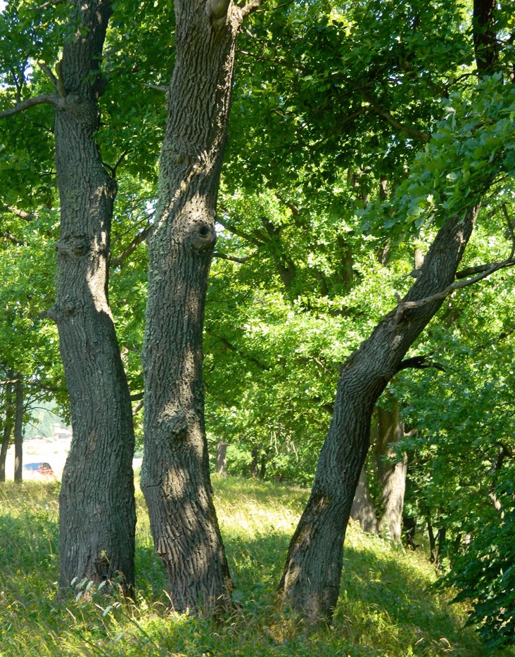 Нагорная дубрава «Улитинская», image of landscape/habitat.