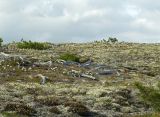 Водораздел Дукчи и Омчика, image of landscape/habitat.