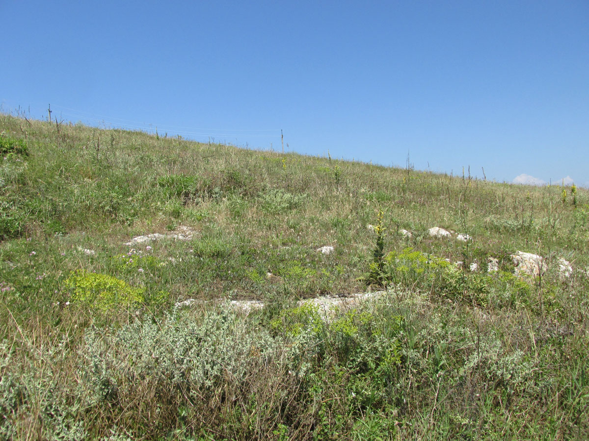 Кипчак, image of landscape/habitat.