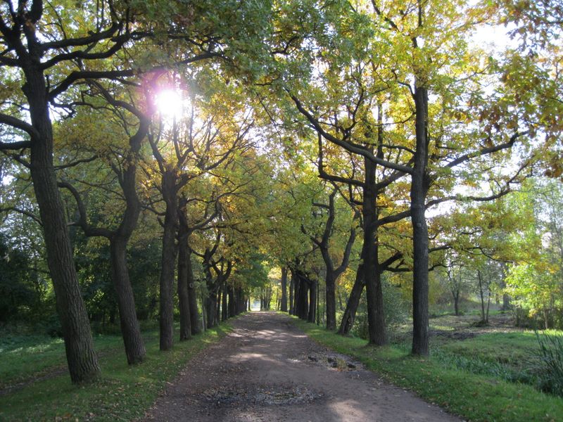 Город Пушкин, image of landscape/habitat.