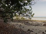 Cape Tribulation, изображение ландшафта.