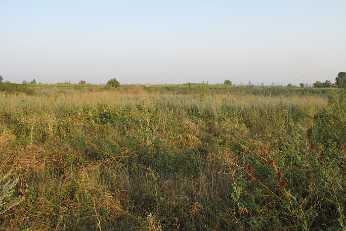 Пойма р. Аксай, image of landscape/habitat.