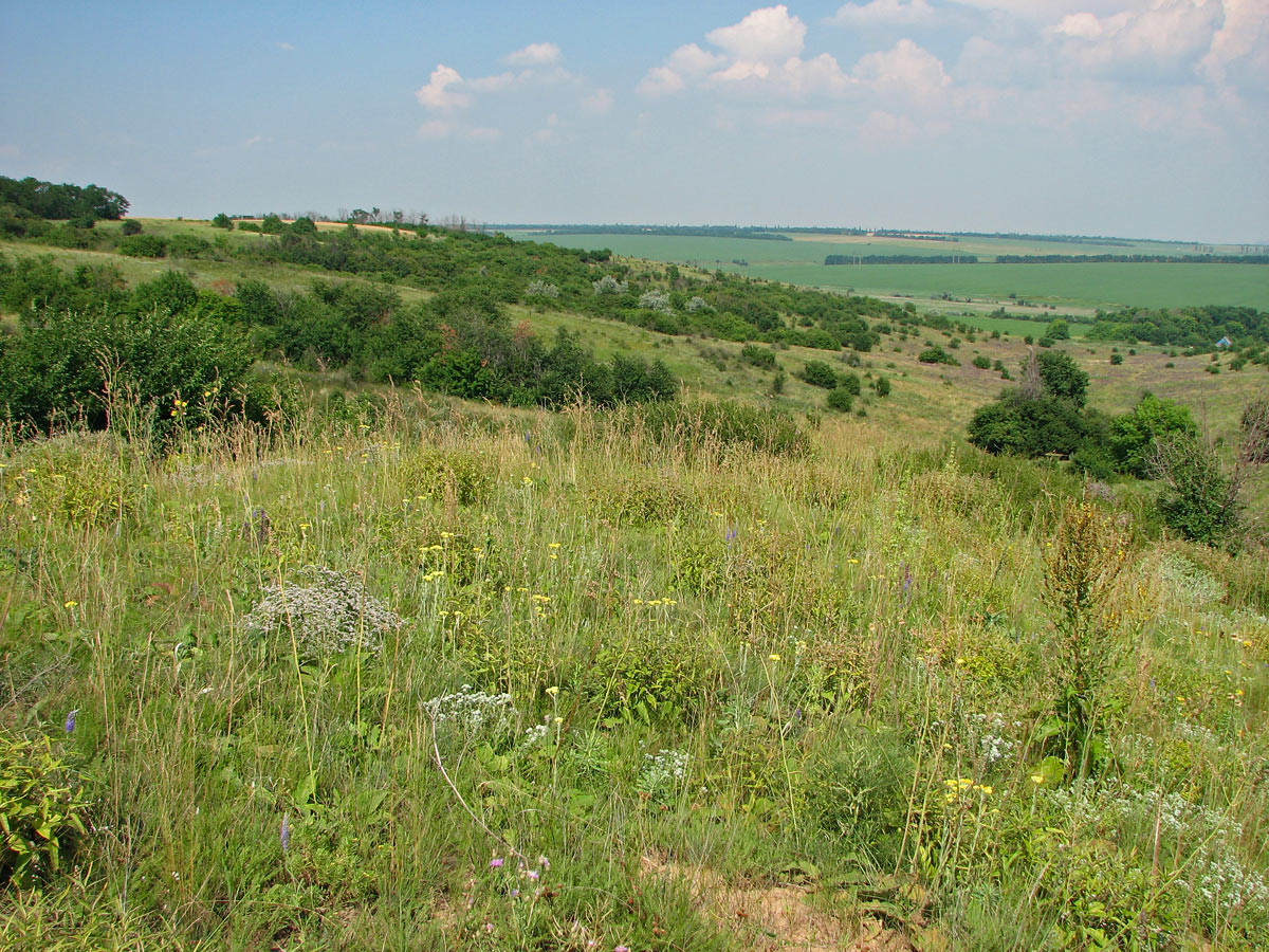 Калиновка, изображение ландшафта.