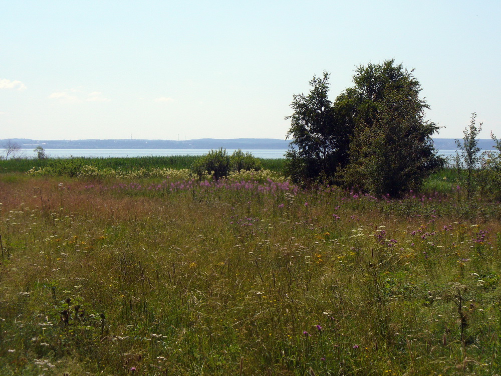 Кухмарь, image of landscape/habitat.