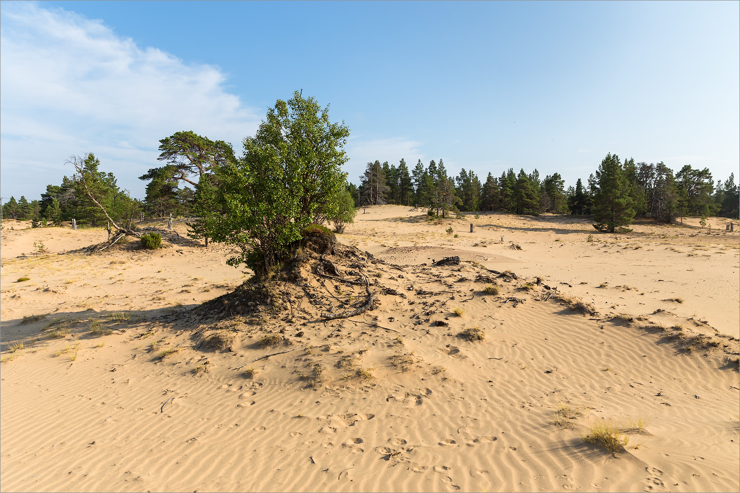 Кузоменьские пески, изображение ландшафта.