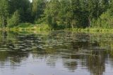 Озеро Сиркоярви, image of landscape/habitat.
