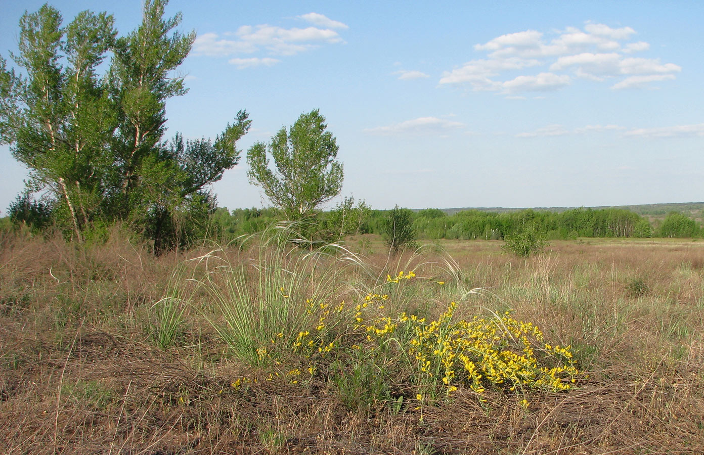 Трехизбенская степь, image of landscape/habitat.