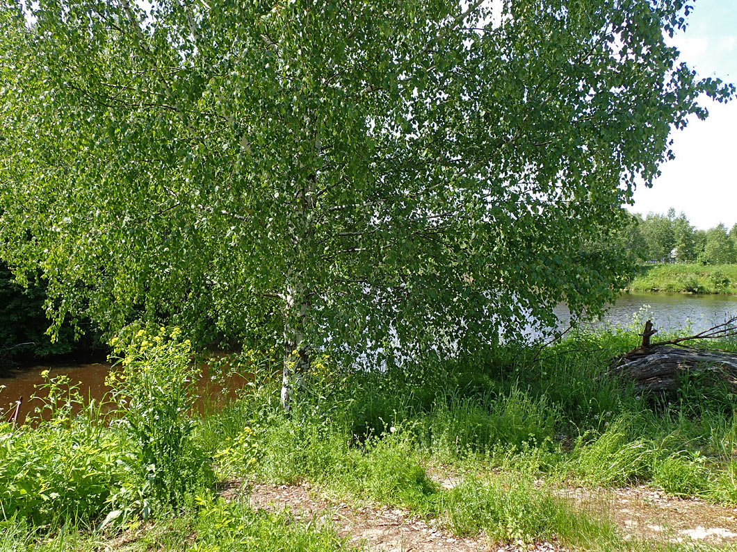 Волдынь - Ябдино, изображение ландшафта.