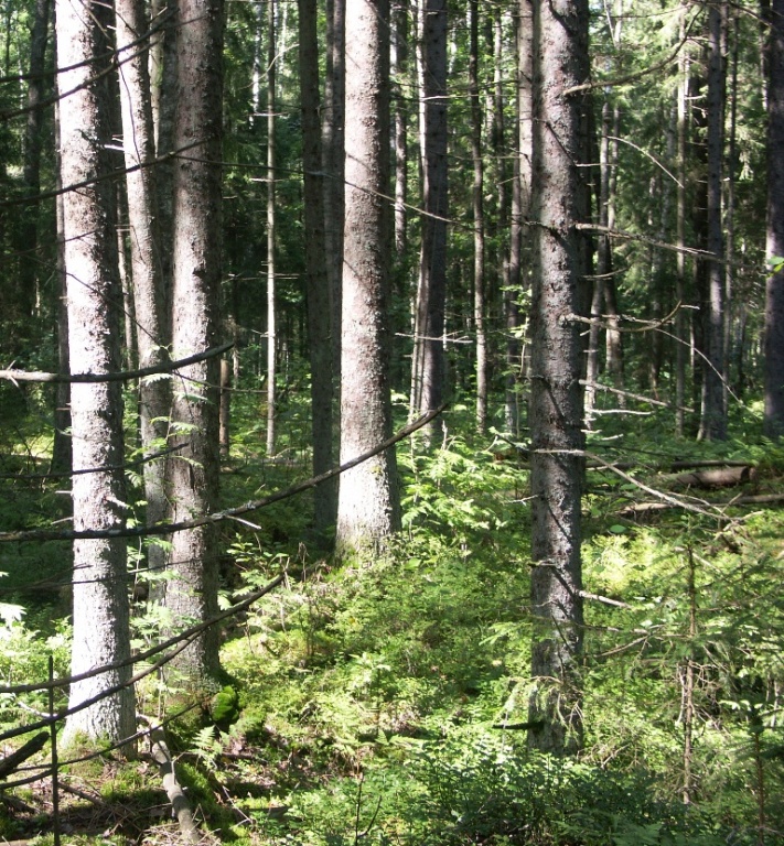 Никандровское болото, image of landscape/habitat.