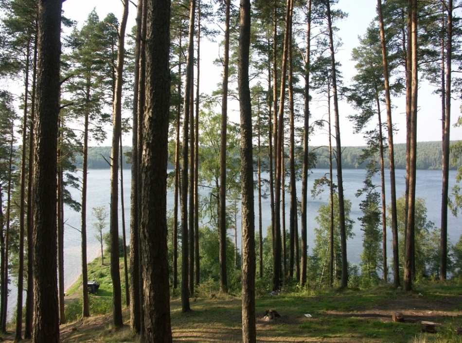 Котельский заказник, image of landscape/habitat.