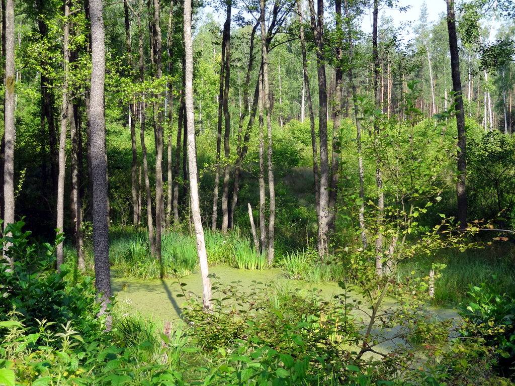Литва. Лес Бугеда, изображение ландшафта.