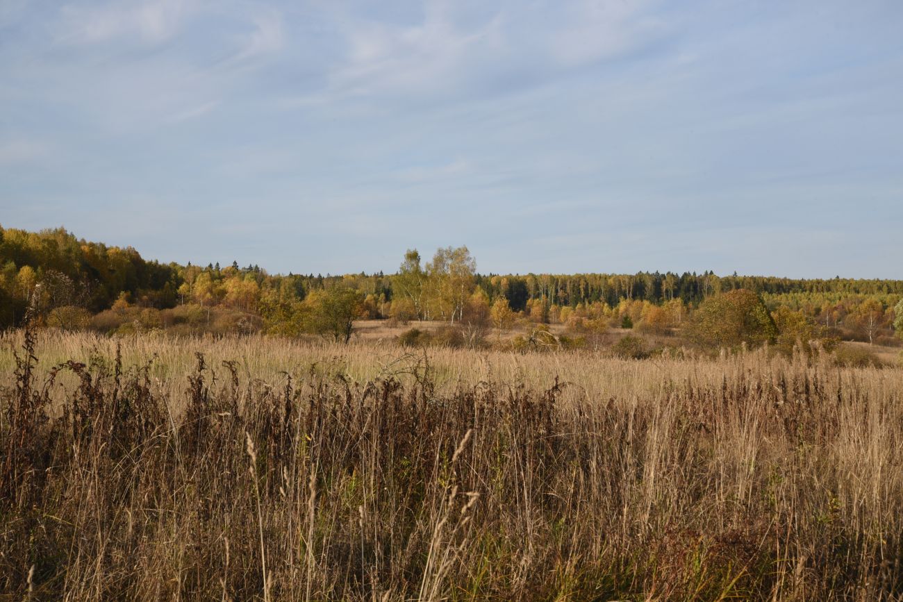 Окрестности деревни Никитск, изображение ландшафта.