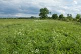 Верховья Оредежа, image of landscape/habitat.