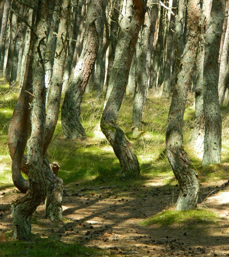 Танцующий лес, изображение ландшафта.