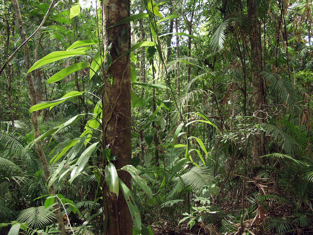 Cape Tribulation, изображение ландшафта.