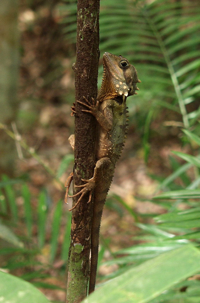 Cape Tribulation, изображение ландшафта.