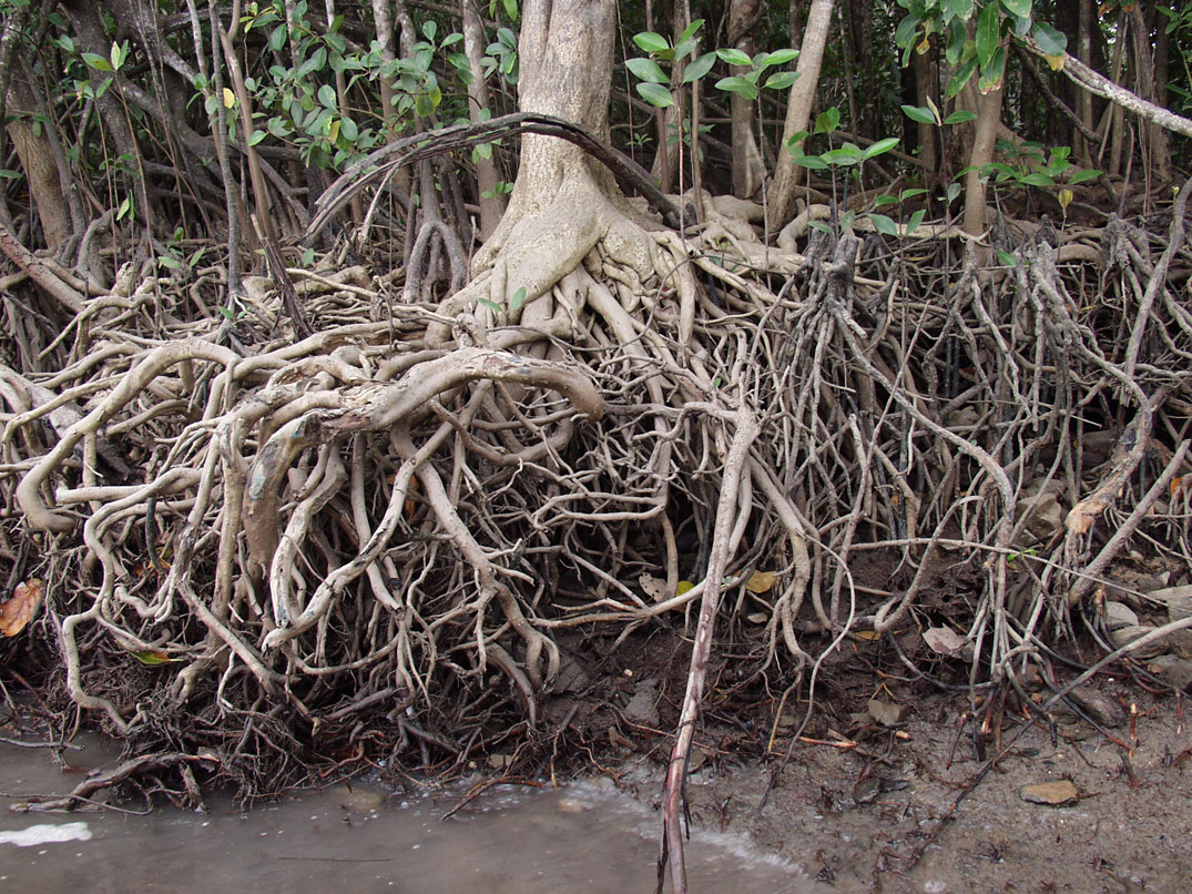 Cape Tribulation, изображение ландшафта.