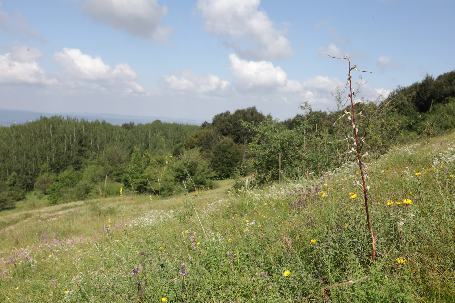 Долгоруковская яйла, изображение ландшафта.
