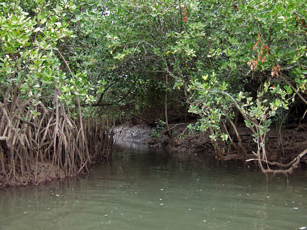 Cape Tribulation, изображение ландшафта.