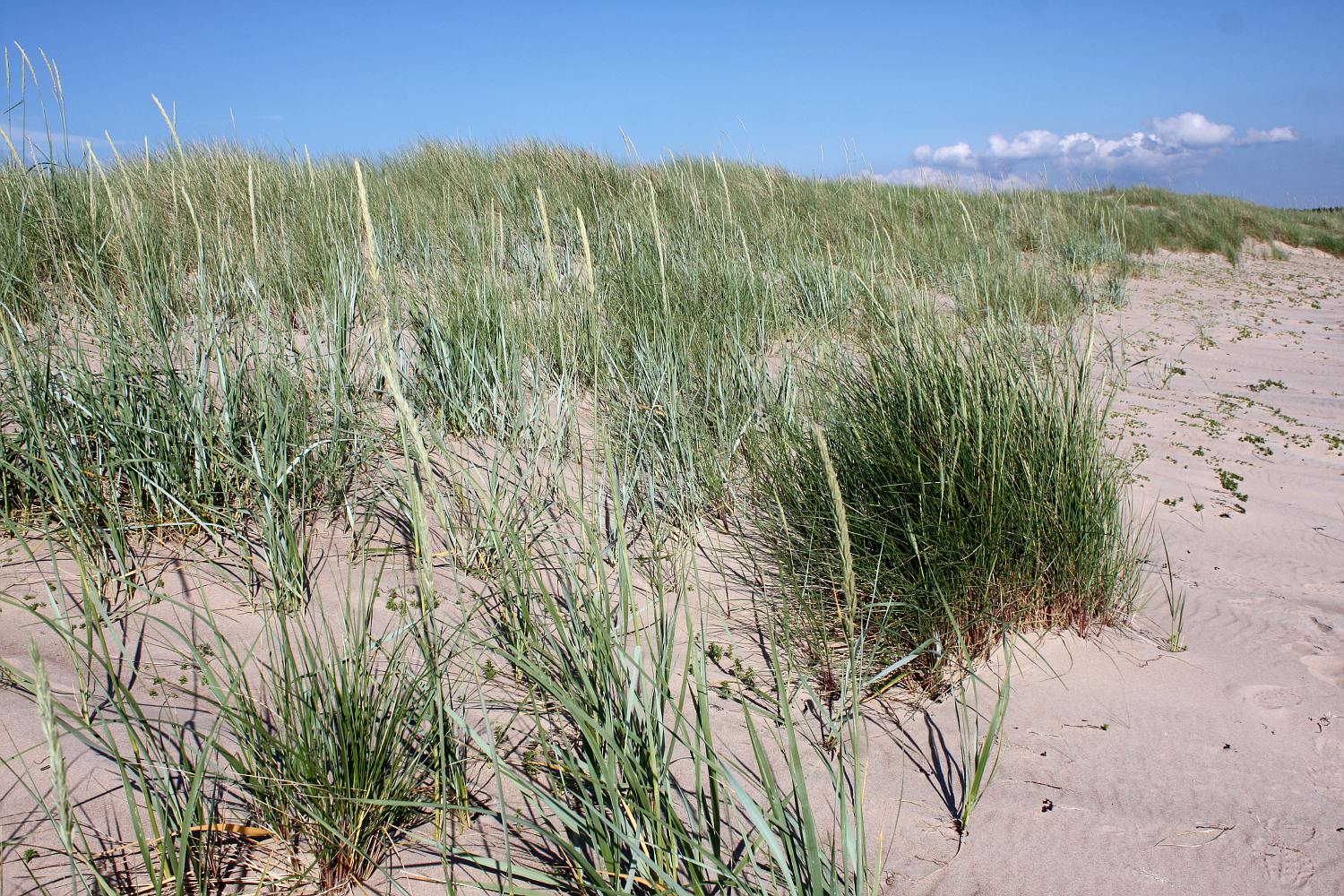 Пески Harilaid, изображение ландшафта.