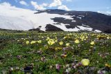 Северо-Чуйский хребет, image of landscape/habitat.