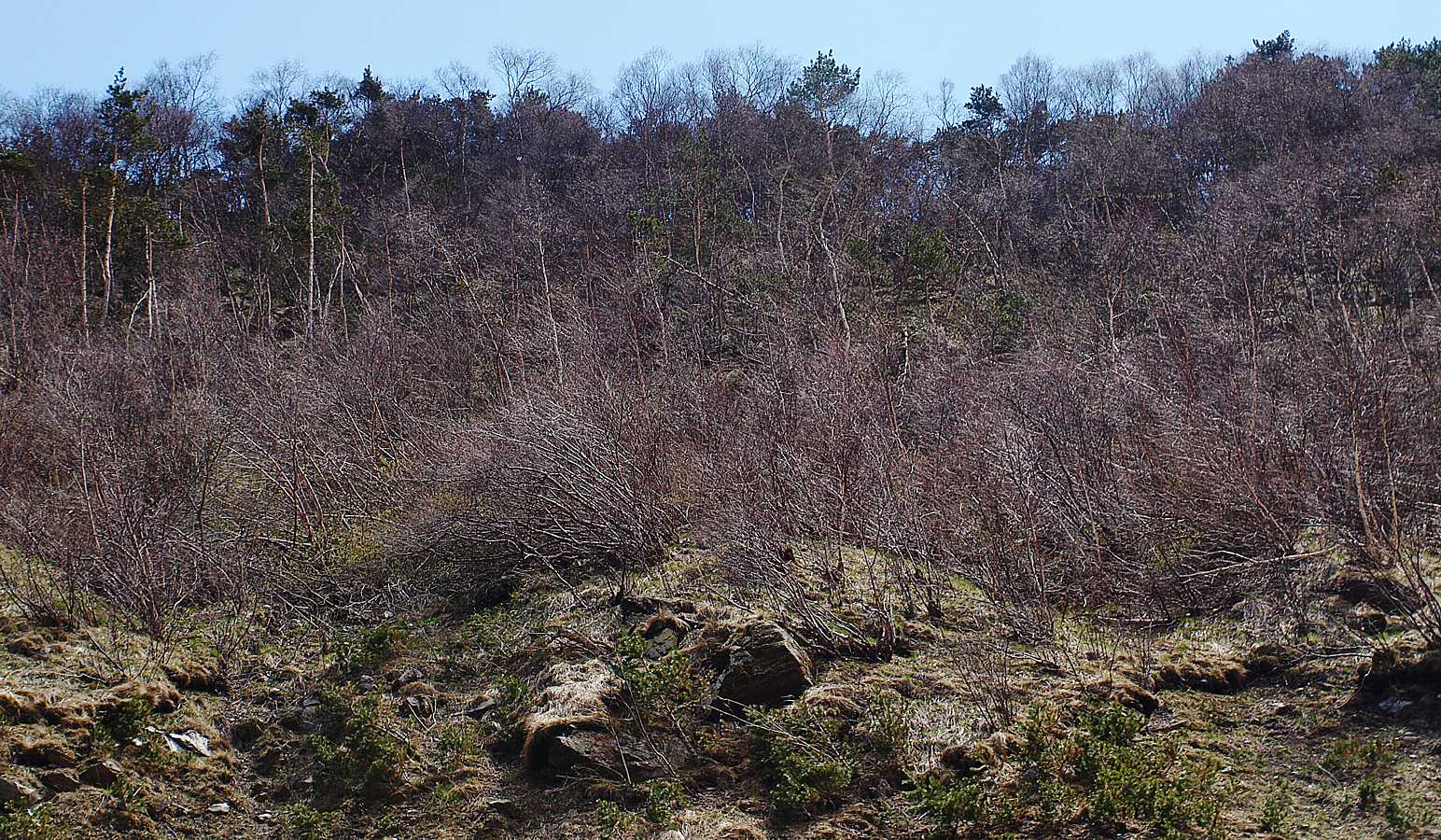 Середина Алагирского ущелья, image of landscape/habitat.