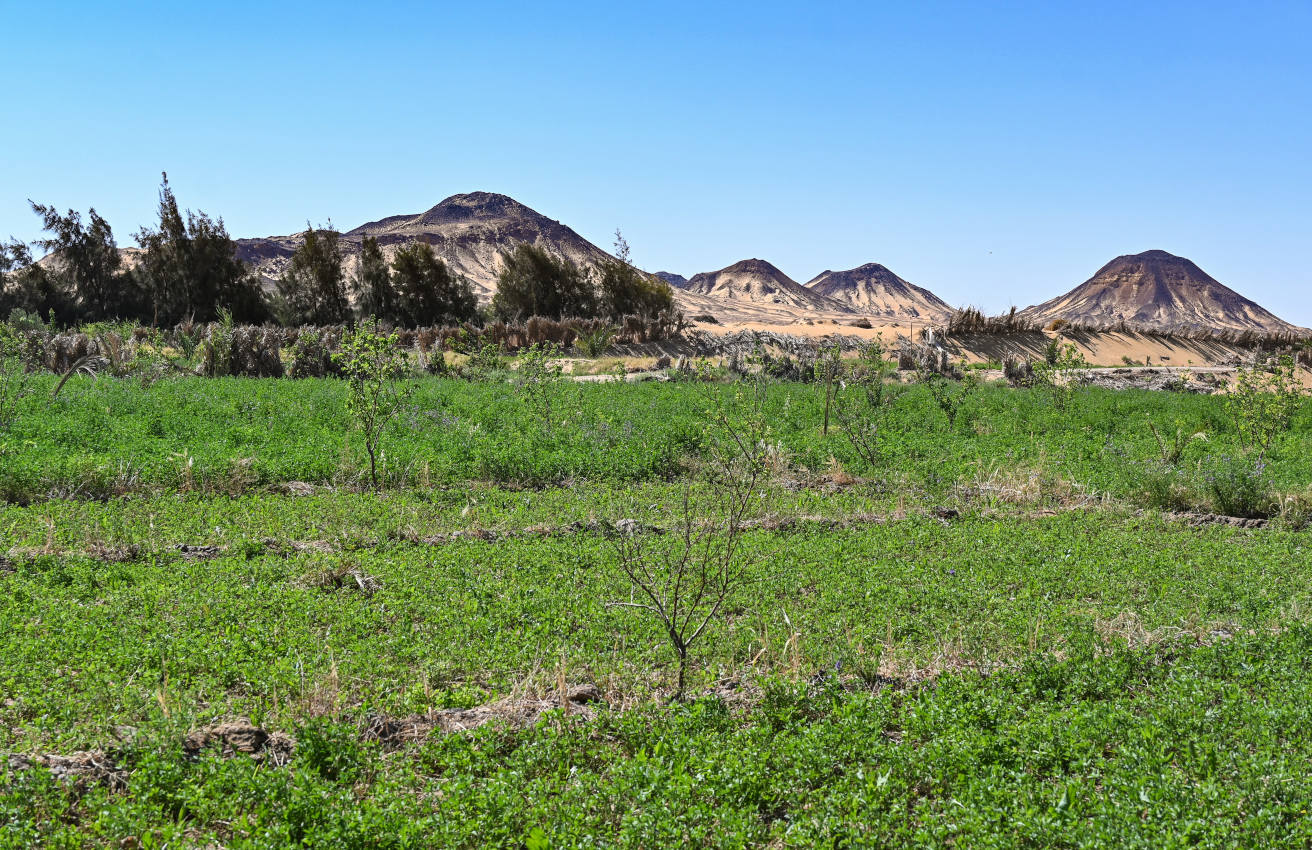 Оазис Бахария и окрестности, изображение ландшафта.
