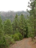 Сосновый лес около La Caldera, изображение ландшафта.