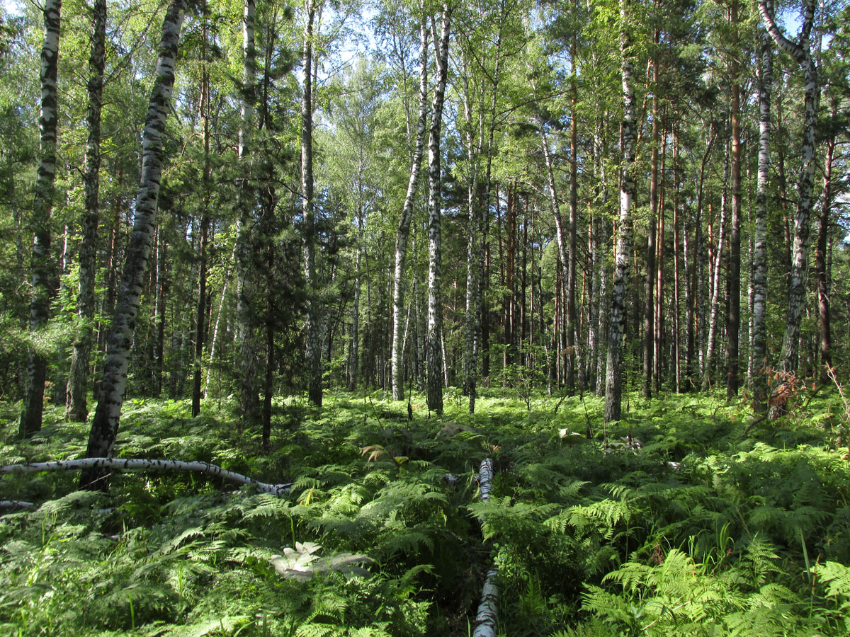 Академгородок, image of landscape/habitat.