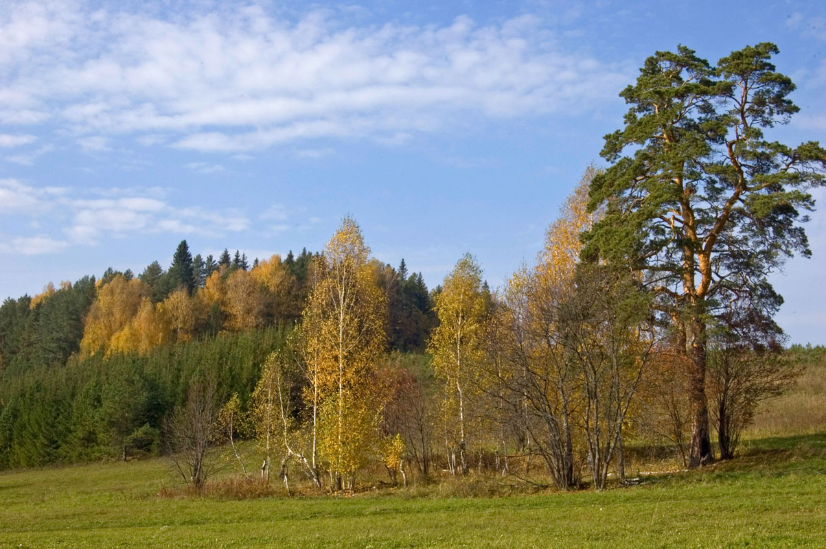 Окрестности деревни Агафонково, изображение ландшафта.