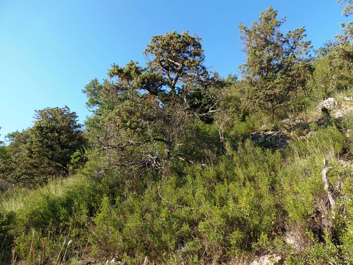 Топловский монастырь, image of landscape/habitat.