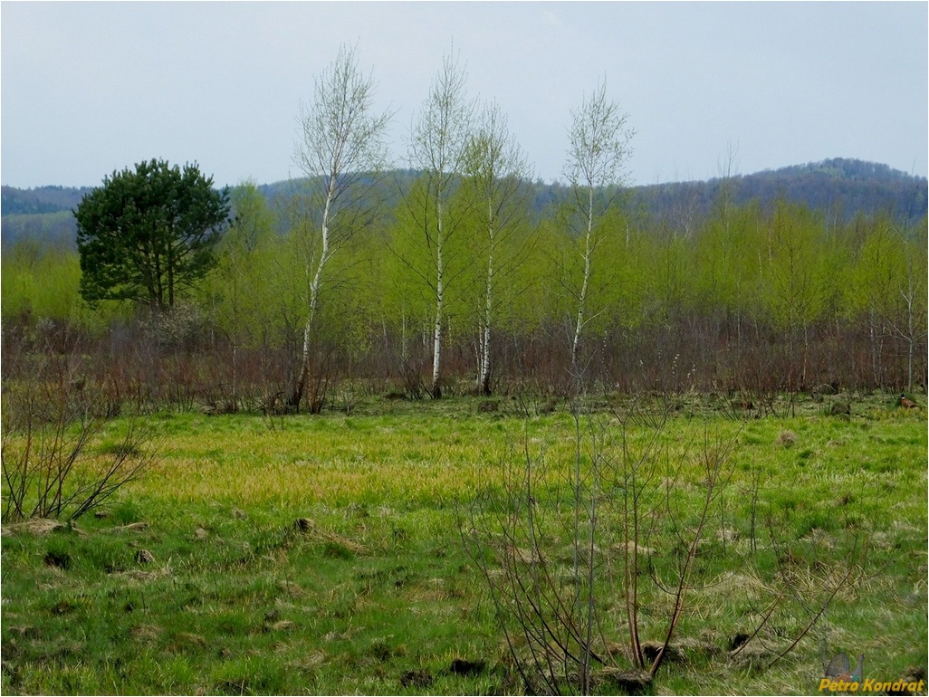 Долина, image of landscape/habitat.