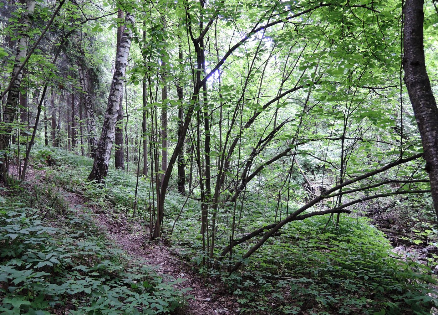 Битцевский лес, изображение ландшафта.