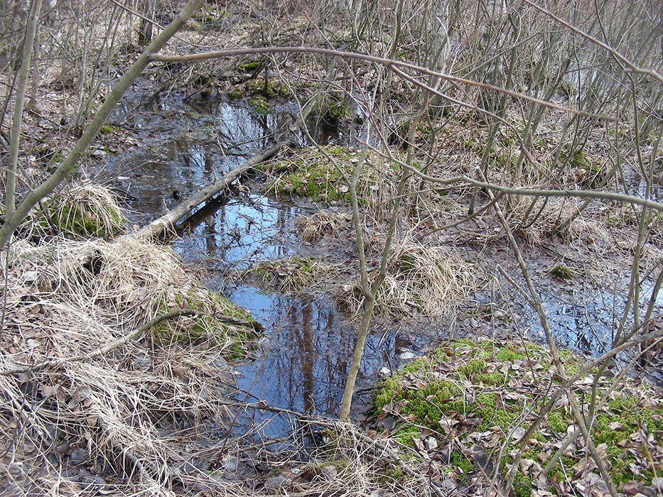 Жидеевская дача, image of landscape/habitat.