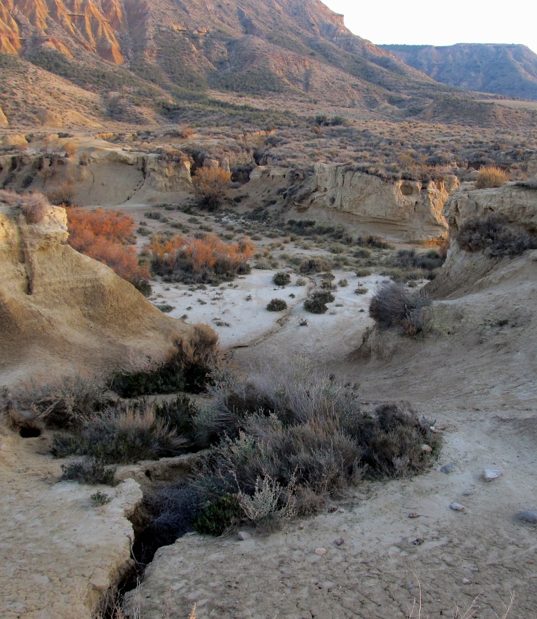 Барденас Реалес, image of landscape/habitat.