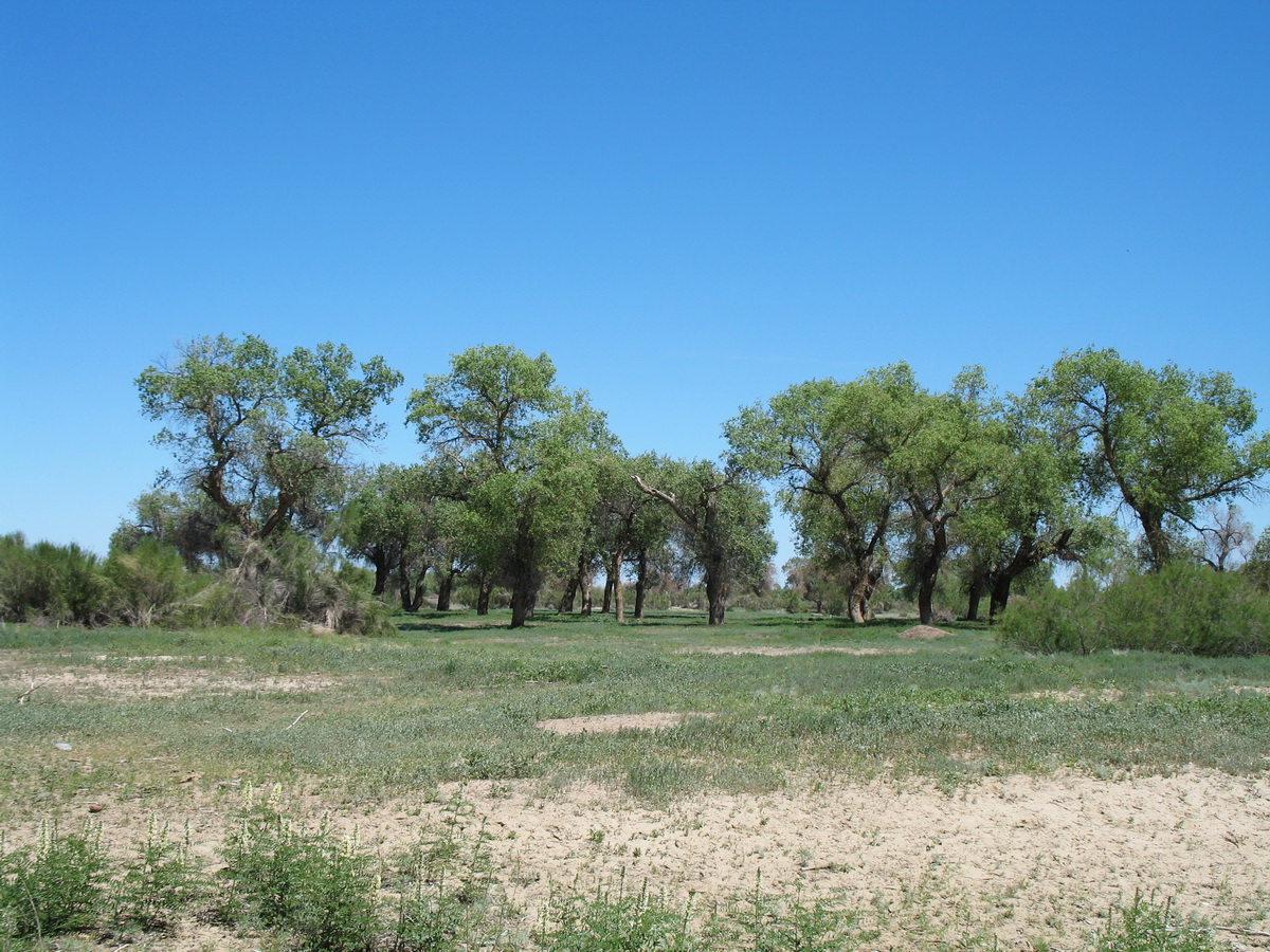 Жельтуранга, image of landscape/habitat.