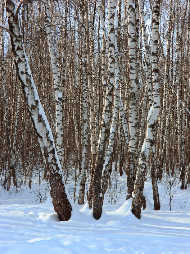 Окрестности города Одинцово, изображение ландшафта.