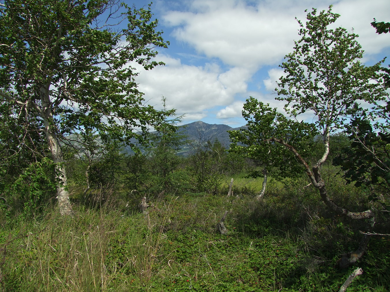 Глухое, image of landscape/habitat.